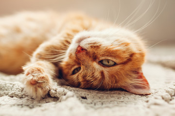 Ginger cat lying on floor rug upside down. Pet relaxing and feeling comfortable at home