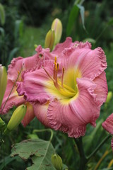 Daylily Pink Yellow