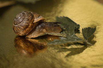 Snail is reflected in the water. Natural background. Environmental Protection. Garden pests.