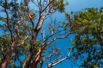 tall Arbutus trees covered with dense green leaves on top under the blue sky on a sunny day