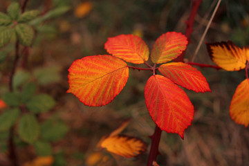 beautiful orange autumn leaves on a tree in the park