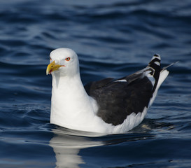 Larus marinus