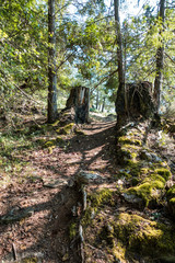 rough trail on the slope under the sun with trees and trunk on both side inside forest