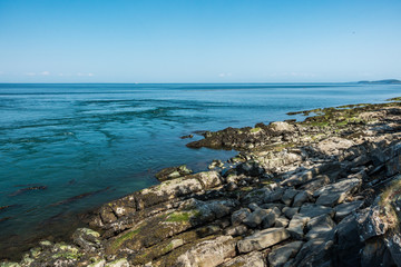 Fototapeta na wymiar rocky shore line covered with green algae and kelp by the blue ocean under blue sky on a sunny day