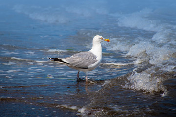 Fototapeta na wymiar Seagull is standing in the water. Beach at the Baltic Sea.