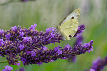 Schmetterling auf Blüte