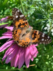 butterfly on flower