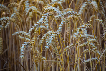 Fototapeta premium Ripe wheat ears in a field. Wheat field.Ears of golden wheat close up. Background of ripening ears of meadow wheat field.