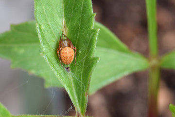 Brown Spider in Leaf 03