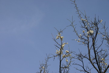 Cherry Blossom in the sky