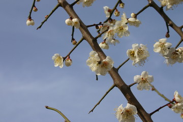 Cherry Blossom in the sky