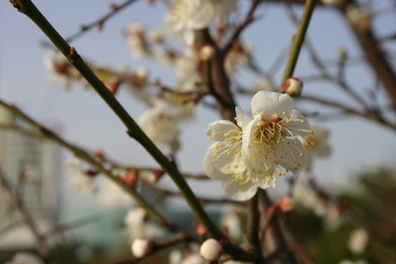 Cherry Blossom in the sky