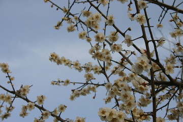 Cherry Blossom in the sky