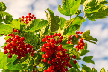 Red viburnum branch in the garden, berries ripen against the sky.