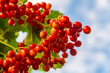 Red viburnum branch in the garden, berries ripen against the sky.