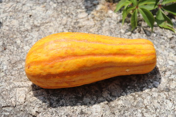 Courge sur une pierre	