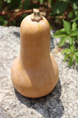 Courge butternut sur une pierre	