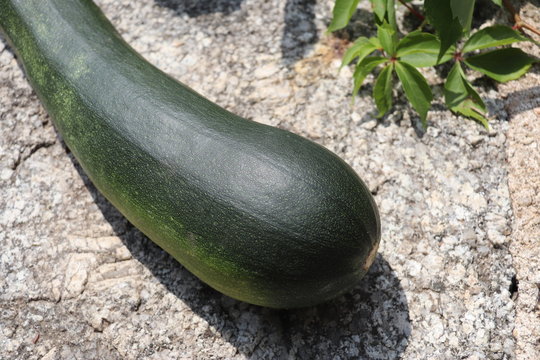 Courgette verte sur une pierre