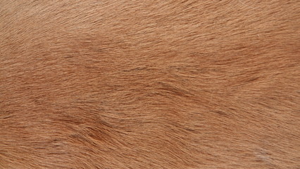 texture of a deer skin