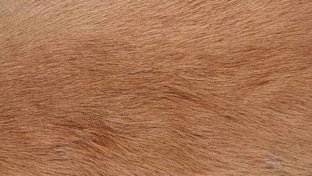 Deer fur online