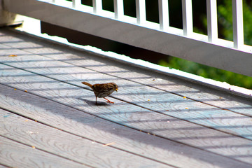 Hermit Thrush