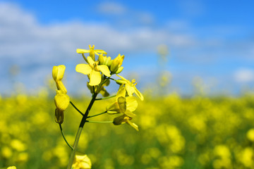 Canola Flowers in Bloom