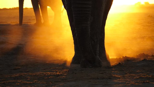 Silhouette: Feet of large bull elephant, walk toward camera. Backlit dust billows beneath feet as he walks on dusty ground. Setting sun revealed behind body, creates lens flare. Tilt up to muddy tusks