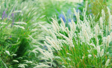 PLANTAS  VERDES CON FLORES  ALARGADAS, macro, césped, verde, campa, naturaleza, agricultura, trigo, dehesa, nativo, cosecha, al aire libre, fresco, flora