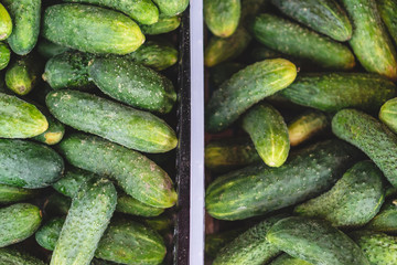 Cucumber background Cucumber harvest. many cucumbers. cucumbers from the field.
