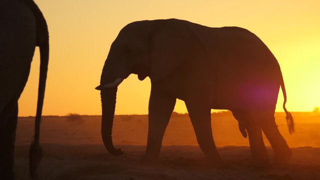 Silhouette: Side view of bull African elephant walking toward waterhole in a arid landscape at sunset. Dips trunk down into the water, prepares to take a drink of refreshing cool water.