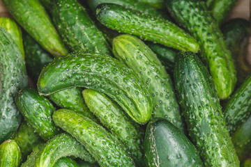 Cucumber background Cucumber harvest. many cucumbers. cucumbers from the field.