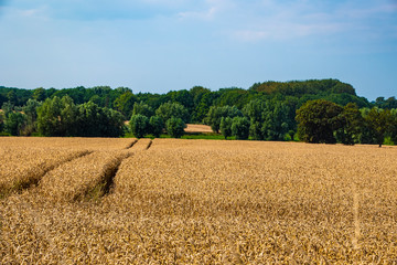 Fototapeta premium Yellow Wheat Ears Field On Blue Sunny Sky Background. Rich Harvest Wheat Field Fresh Crop Of Wheat
