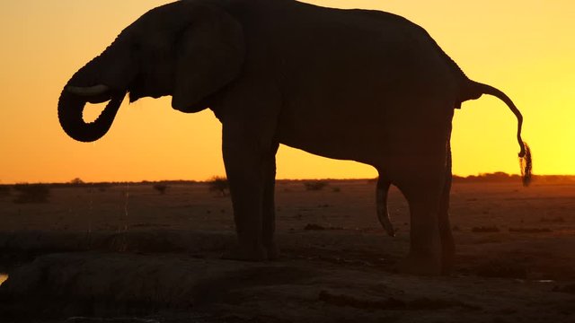 Slow motion: Side view silhouette of bull elephant at waterhole, stands on bank. Slowly lifts trunk and drinks water. Water drips down into pool again, backlit against sunset sky