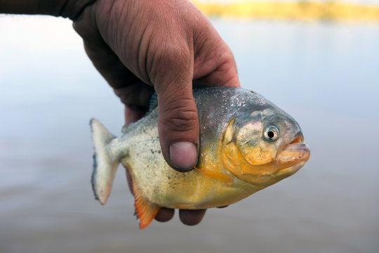 Close up of a Piranha or Palometa de Rio at Parana River