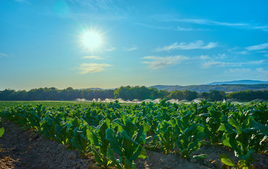 Fields cultivated with tobacco plants. Sprinkler the tobacco fields in summer. Extremadura.. Spain