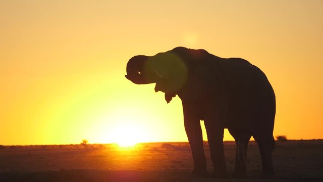 Male African elephant silhouette drinks water with trunk by small waterhole in barren African landscape. Tilt to follow action as trunk is raised. Lens flare moves up and down.