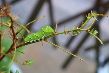 チョウ　アゲハ　幼虫　さんしょの木