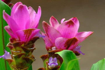 Fototapeta na wymiar Purple Siam tulip blooming after rain in the wild.