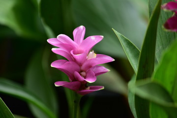 Fototapeta premium Purple Siam tulip blooming after rain in the wild.