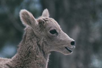 Young Mountain Goat in Kananaskis Country