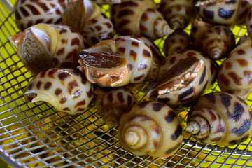  Sea shells that are still alive  Is a seafood that is very popular to eat because it is delicious