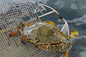  Living crab Still fresh, is a seafood that is very popular to eat because it is delicious