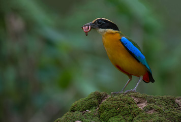 Blue-winged Pitta With food to enter the baby