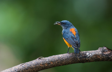Orange-bellied Flowerpecker on the branches in nature