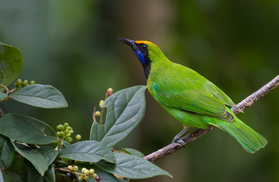Golden-fronted Leafbird on the branches in nature