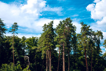 Fototapeta premium Variety crowns of the trees in the spring forest against the cloudy sky. Bottom view of the trees