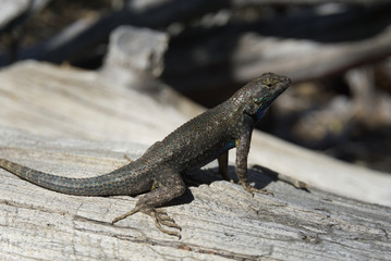 lizard