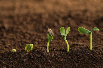 Little green seedlings growing in fertile soil