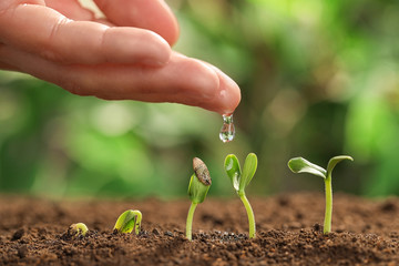 Young woman watering little seedlings against blurred background, closeup