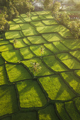 Rice terraces hill in Ubud at sunrise, Bali Indonesia. Beautiful sun light and rays on field - 282351678